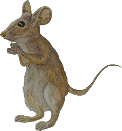Mouse character